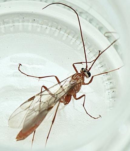 Ophion sp.